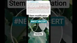 तुरई | Tendrils & twiners | Modification of stem | NEET #shorts #ncert #neet #biology #viral #trend