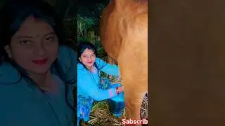 cow milking by hand beautiful village women #seetlahar #youtubeshorts #villagelifestile #cowmilking