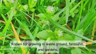 Chickweed || Stellaria Media || ছোট কিন্তু গুরুত্বপূর্ণ উদ্ভিদ