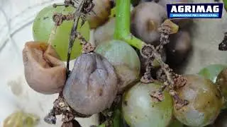 Agrimag | Escoriosi della vite (Phomopsis viticola)