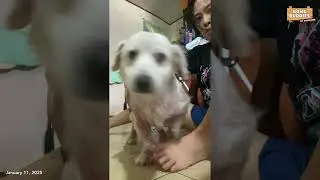House Pets - Dogs, Cats living together
