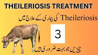 Theileriosis in Cattle &ndash; Best Treatment & Prevention | Important Veterinary Tips!