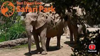 Safari Park: Elephant Valley Update May 2025