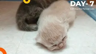 New born kittens Care  Day 7😻||Eliff Elsa the persian cat