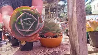 suculentas para ogrupo de vendas  graças a nossa amiga @plantasdajanaemais5215