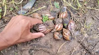 Wow, big snail! Snail hunting, snail hunting adventure, snail catching, small animals