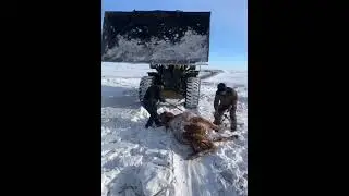 Man rescues pregnant horse buried in heavy snow in China