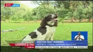 How a sniffer dog is trained to detect explosives and drugs