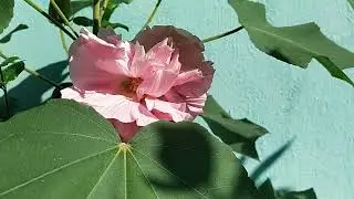 Land Lotus🌸#shortvideo #viralvideo #nature #garden #shortsviral#shorts#viralshorts#viral #shortsfeed