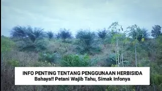 INFO PENTING, Bahaya Racun Paraquat Untuk Kelapa Sawit Bila Salah Aplikasi