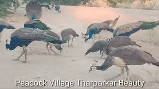 Beautiful peacocks flock enjoying evening peace and busy in feeding millet seeds I Nature wonders I