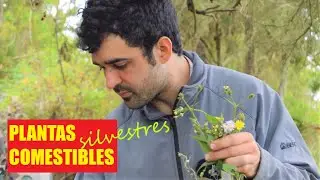 AUTOSUFICIENCIA y SUPERVIVENCIA primitiva1🌻Como diferenciar PLANTAS SILVESTRES COMESTIBLES y tóxicas