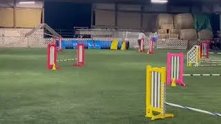 Pongo! Novice Jumpers debut. 11/23/24. Helps if I remember to say 'jump' as I run out.