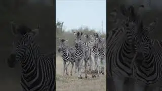 A group of zebras can be called a 'dazzle' ✨ 🦓 #Zebra #Shorts