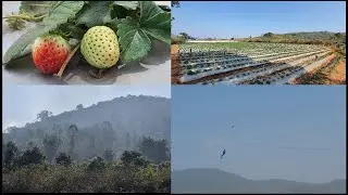 Lambasingi | lammasingi | Strawberry Farm | Lambasingi Dam | Adventure Games | Family Tour |Travel