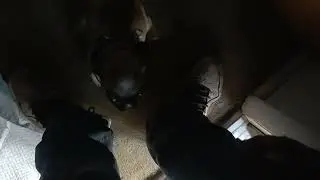 pug puppy gets excited when daddy comes home from work