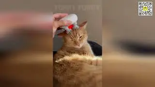 😻😹 Смешные кошачьи моменты: самые забавные неудачи, которые нельзя пропустить! 😻😹