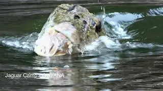 CAIMAN ATTACK