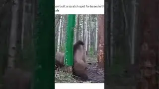 Bear with me 😂😂 #funny  #meme  #funnyvideo