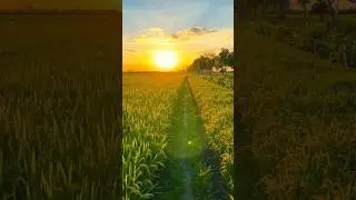 Beautiful Evening View | Paddy Fields Beauty 😍🌿🌾 | Nature Status #shorts #nature #paddyfields #peace