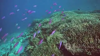 Top 10 Most Colorful Coral Reefs:  A Visual feast!