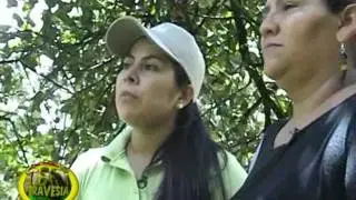 D'TRAVESIA en cultivo de piñas departamento del CAQUETÁ