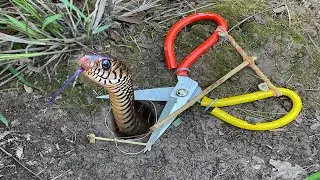 Easy Snake Trap - DIY Snake Trap Using a cutter That Work 100%