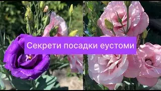 Секрети міцної розсади еустоми 🌱 Що зробити, щоб вона добре росла