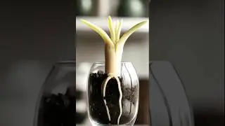 🌿 Plant Growing Day by Day | Relaxing Timelapse #naturevideo