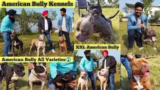 American Bully XXL | Exotic American Bully Kennels | American Bully Farm | Singh Bulls Kennel
