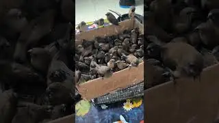 VIRAL!! PELIHARA RATUSAN BURUNG EMPRIT