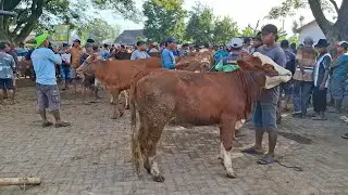 MULAI 13 JUTA'AN‼️SAPI DEMERE CALON DORO'AN || PASAR SAPI WARUJAYENG NGANJUK ||