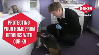 Protecting Your Home From Bedbugs With Our K9 Team | Orkin Canada