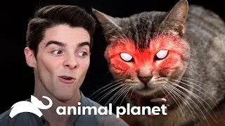 ¡Hombre vs. gatos asesinos! | Mi gato endemoniado | Animal Planet