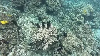 Fairwind Snorkeling Kona Big Island kealakekua