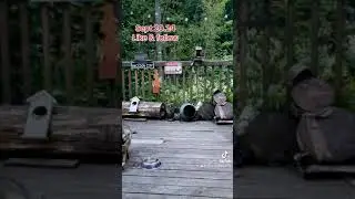The Raccoon Diner is open for Supper. Peanut Butter Club Diary