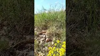 #nature #природа #шортс #весна #видео #shorts #video #spring #flowers #walk #прогулка #цветы