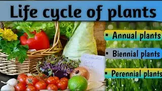 Life cycle of plants| Annual, Biennial, Perennial plants 🌾#farming #plants