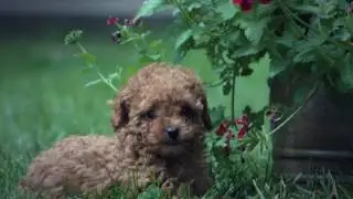 Notre &eacute;levage de Caniche