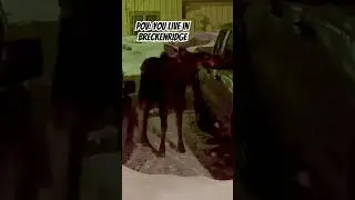 Don&rsquo;t mess with the locals 😤 #snowboard #skiing #wildlife  #funny #breckenridge #colorado