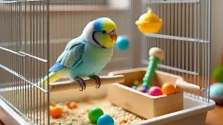 Australian beautiful bird's sounds 
