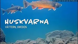 The Arctic Char of lake V&auml;ttern