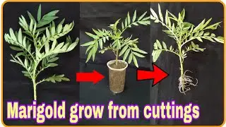 Marigolds grow easily from cuttings in hindi | gende ke phool lagane ka tarika