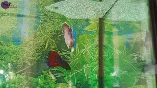plakat betta fish, Betta Whisper