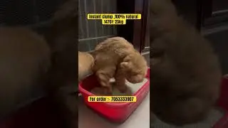 Best quality cat litter at cheap price ❤️ India