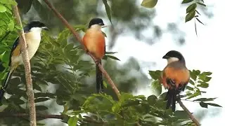 Burung bentet kelabu yang semakin langka