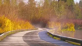 Piper Spit at Burnaby Lake