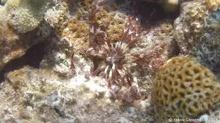 Lamprometra Klunzingeri - Red Sea