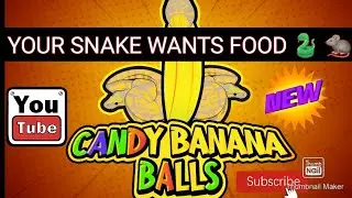 listen and watch your ball pythons movements and body language for signs like its hungry!
