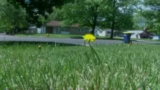 Cutting grass too short could hurt your lawn